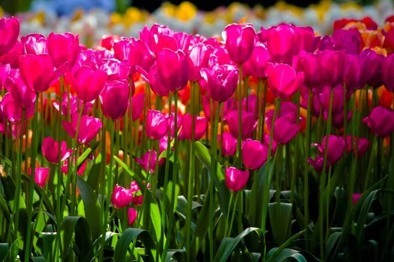 Holanda es el mercado central de flores del mundo - Taringa!