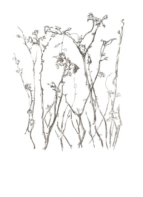 Mariano Espinosa.: Mundo vegetal I (dibujos de plantas).
