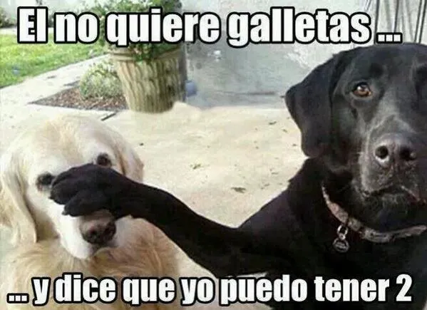 MARIANO HEREDIA ⚜ on Twitter: "Me gustan los memes de perritos ...