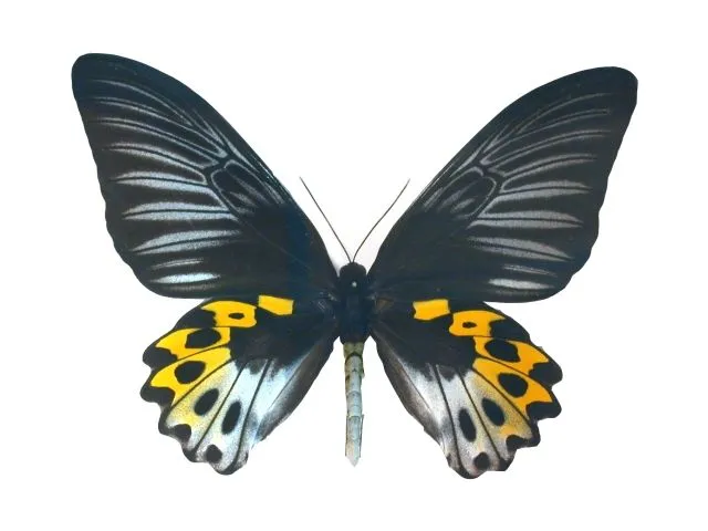 Mariposa alas de pájaro Troides hypolitus | Animalandia.