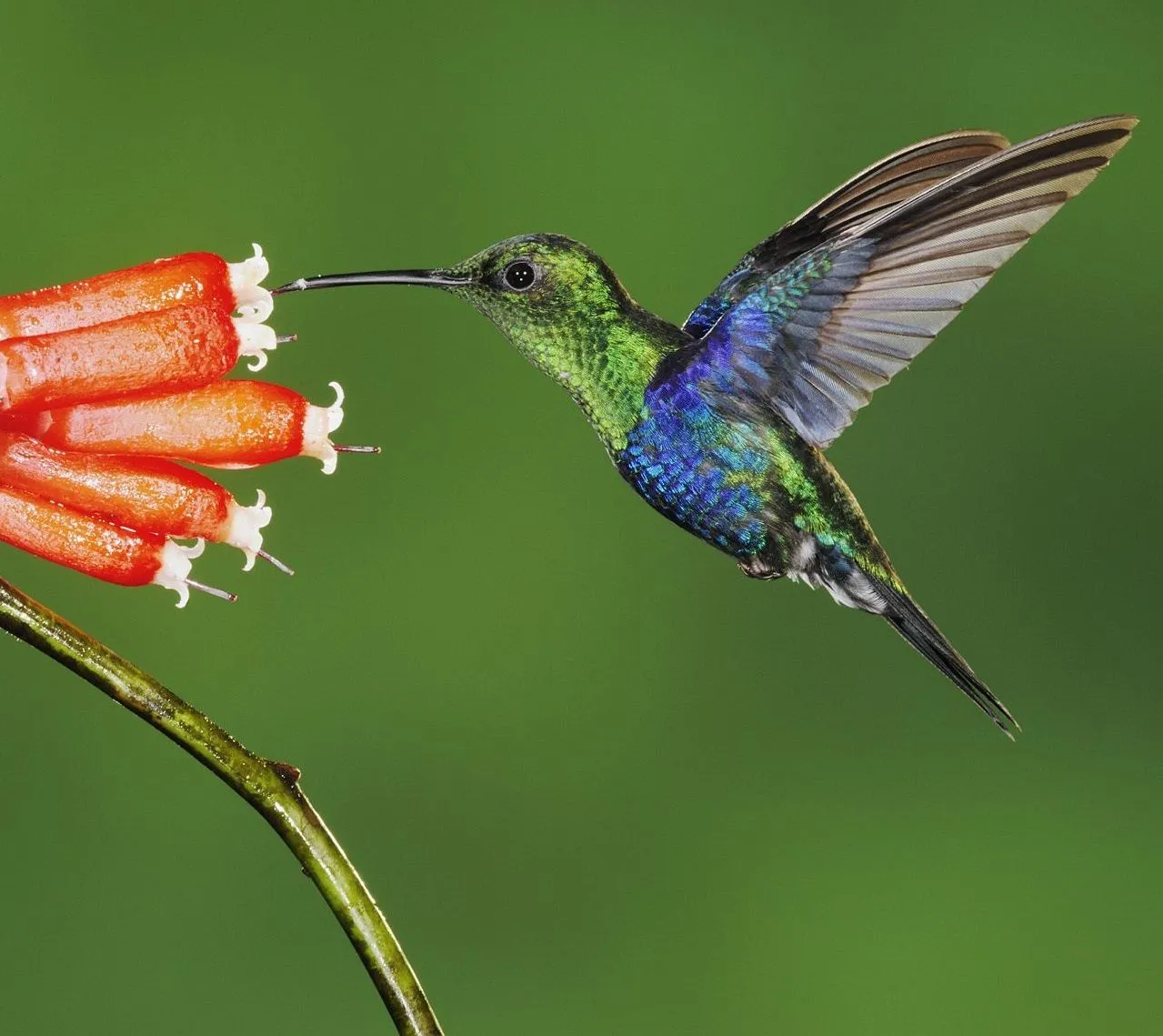 La mariposa y el colibrí.: Colibrís, insectos y murciélagos
