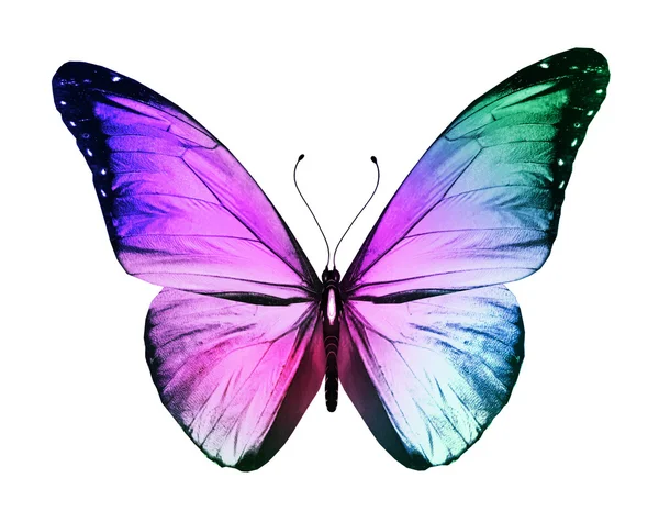 mariposa de color, aislado sobre fondo blanco — Foto stock ... mariposa de color, aislado sobre fondo blanco — Foto stock ...