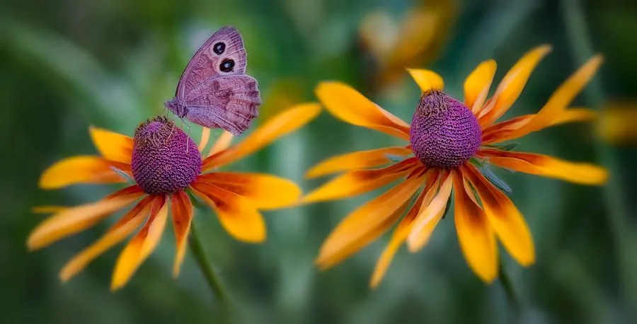 mariposa-dos-flores-bill-johnson | Brisa Andina