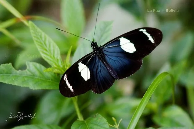 MARIPOSA EXÓTICA - LA PAZ BOLIVIA | Flickr - Photo Sharing! MARIPOSA EXÓTICA - LA PAZ BOLIVIA | Flickr - Photo Sharing!