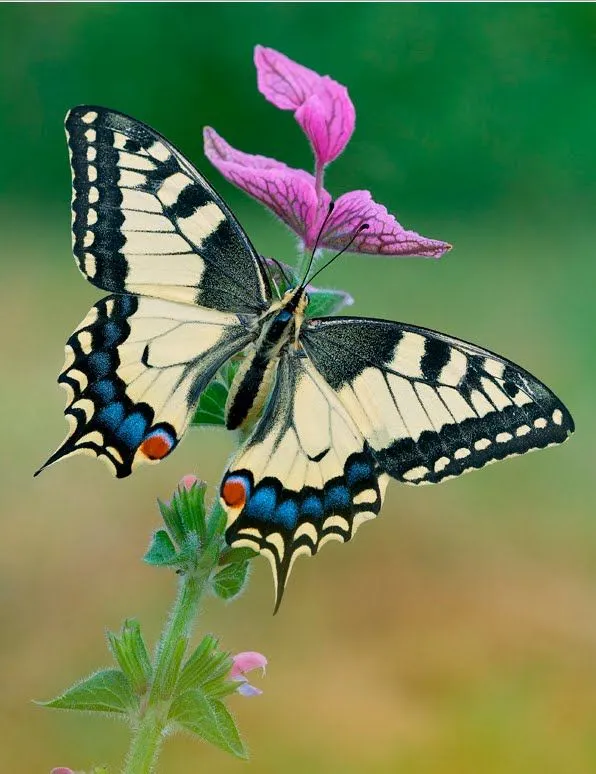 Mariposa sobre las flores púrpura del campo - Butterfly | Banco de ...