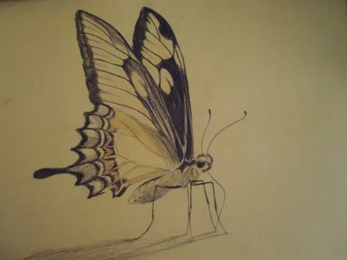 mariposa hecha con carboncillo negro y lapiz amarillo - j ...