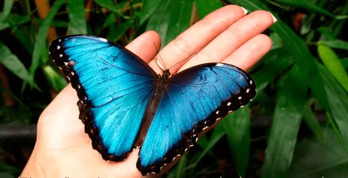 La mariposa Mofo azul americana — Otro mundo es posible
