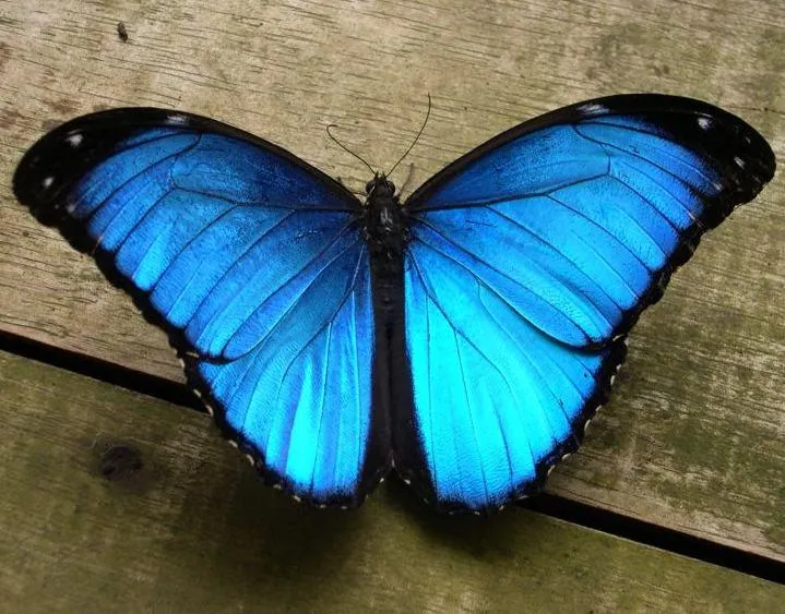 La mariposa Mofo azul americana — Otro mundo es posible