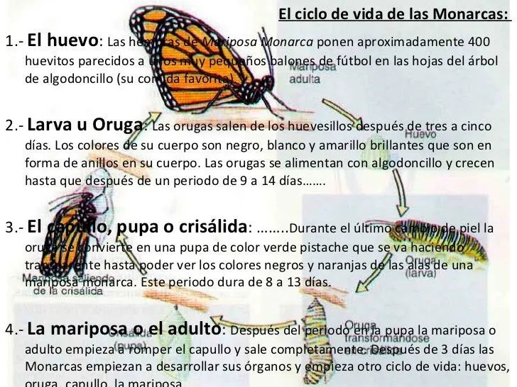 mariposa-monarca-2-728.jpg?cb= ...