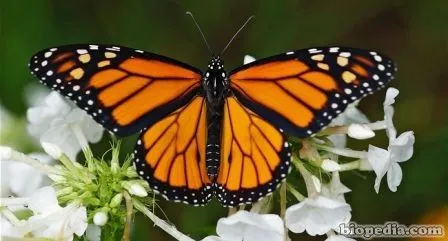 Mariposa monarca (Danaus plexippus) | BIOPEDIA