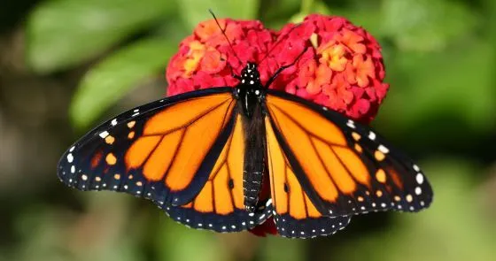 La mariposa monarca ha llegado a Cádiz para quedarse | Sociedad ...