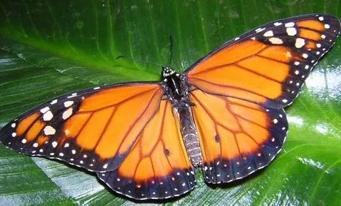 La mariposa Monarca y su migración - Ocio