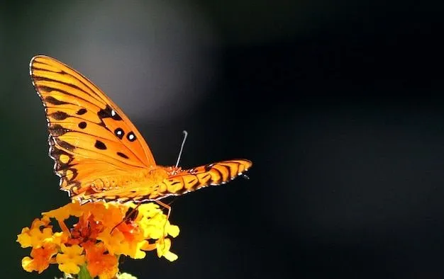 Mariposa Naranja | Fotos y Vectores gratis
