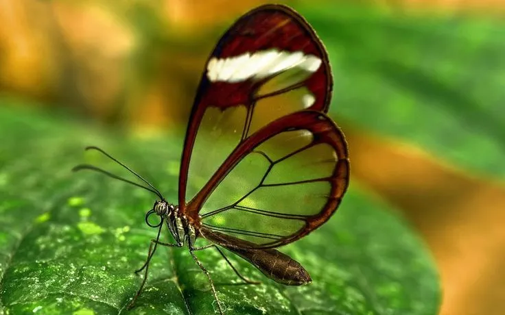 mariposa transparente wallpaper hd - Buscar con Google | Mariposas ...