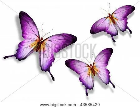 Tres mariposa violeta, aislado sobre fondo blanco Fotos stock e ...