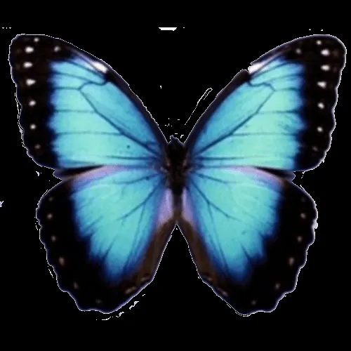 Mariposa PNG by ~PoliiLove on deviantART