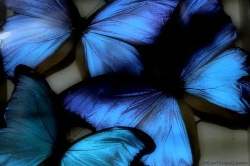 El baúl de las mariposas: *La Mariposa Azul...Felicidad*
