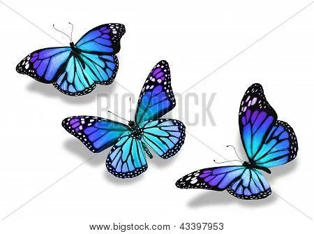 Tres mariposas azules turquesas, aisladas sobre fondo blanco Fotos ...