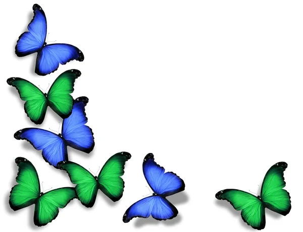 mariposas azules verdes, aisladas sobre fondo blanco — Foto stock ...