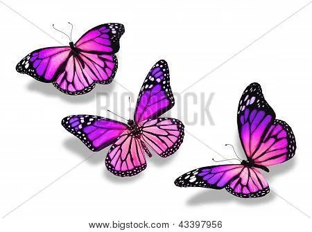 Tres mariposas azules violetas, aisladas sobre fondo blanco Fotos ...