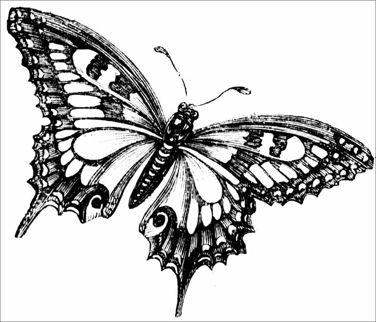 mariposas blanco y negro - Buscar con Google | decoupage ...