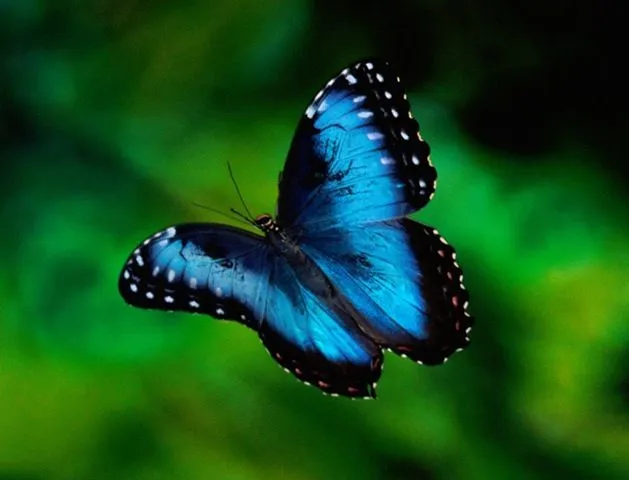 Mariposa de color azul - Imagui