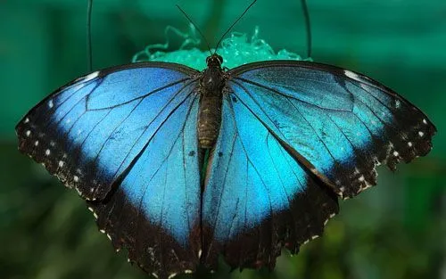 Mariposa-azul.jpg