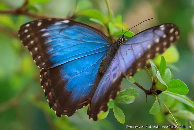 Mariposas de Costa Rica, Mariposa Morfo Azul, Fotos de Mariposas.