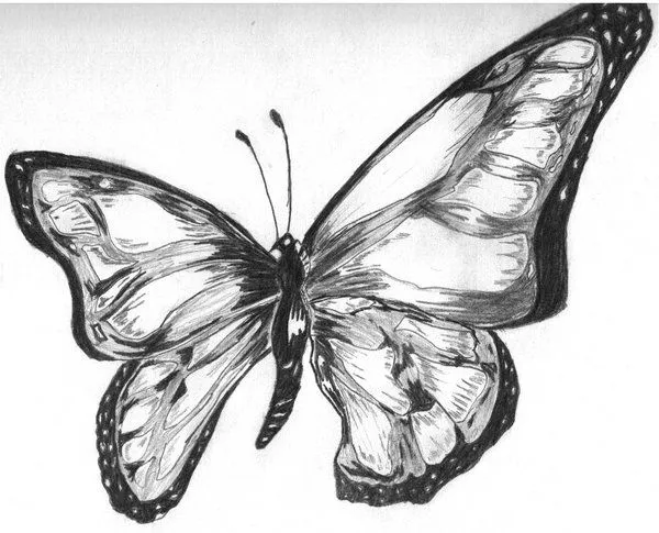 Dibujo de mariposas a lapiz - Imagui