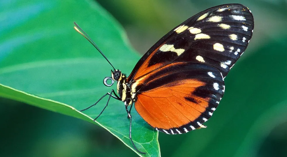 Mariposas. Estructura de las mariposas. Dibujos de mariposas