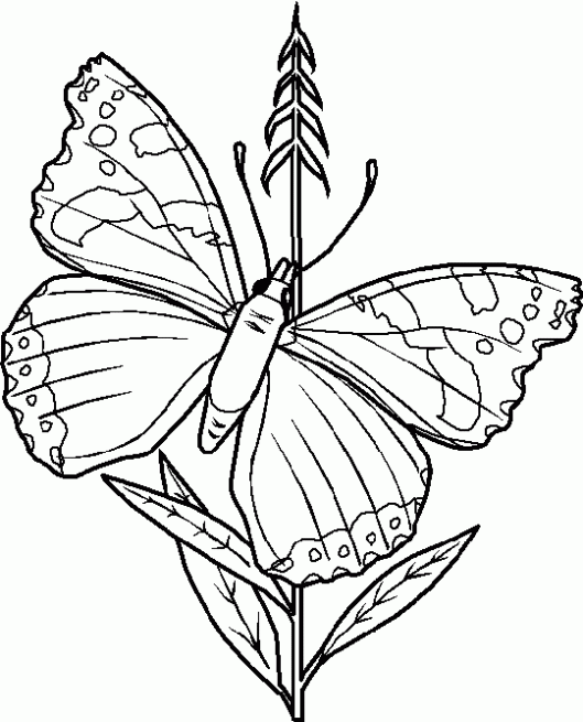Dibujo de Mariposas y flores. Dibujo para colorear de Mariposas y ...