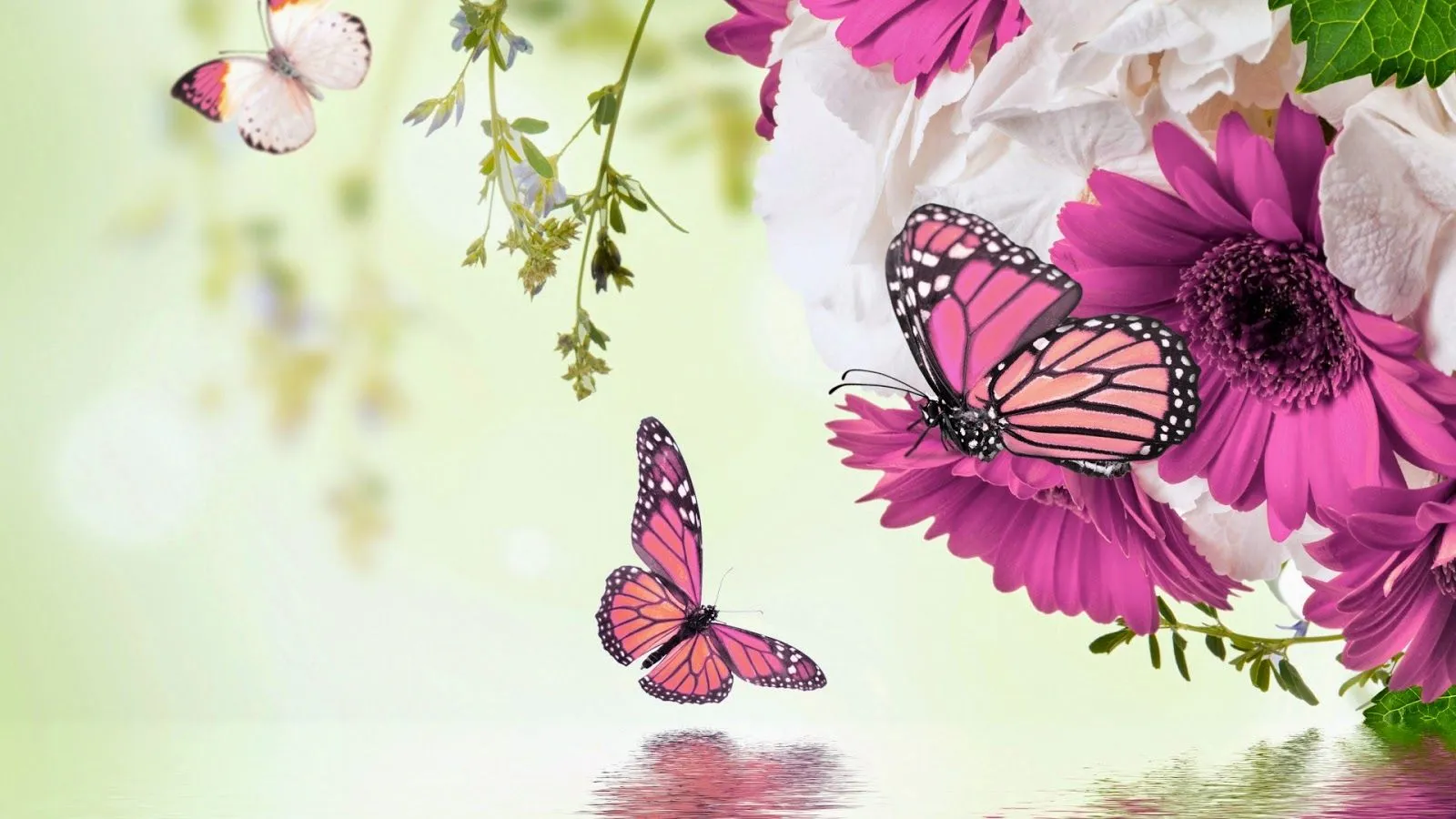Mariposas y Flores de Colores | Fotos e Imágenes en FOTOBLOG X Mariposas y Flores de Colores | Fotos e Imágenes en FOTOBLOG X