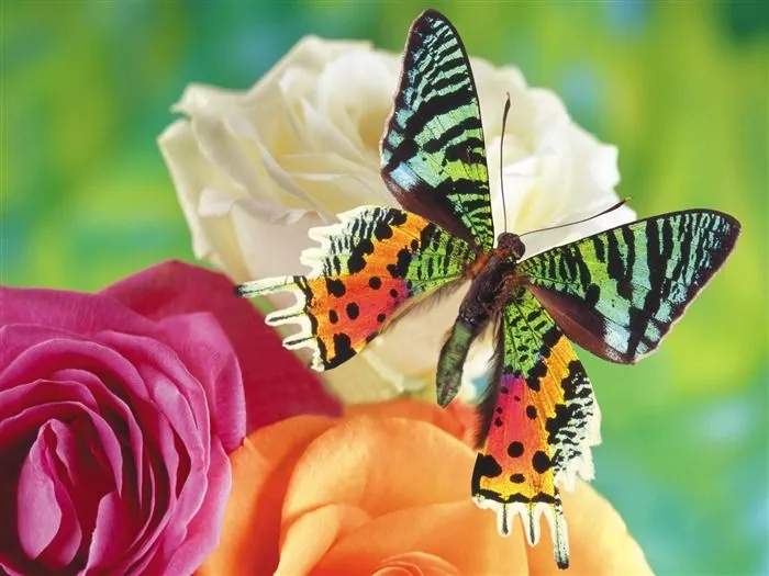Las mariposas y las flores fondos de escritorio de disco (1) #1 ...