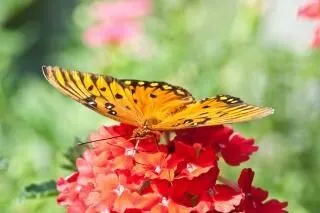 mariposas y flores, insectos, verano | Descargar Fotos gratis