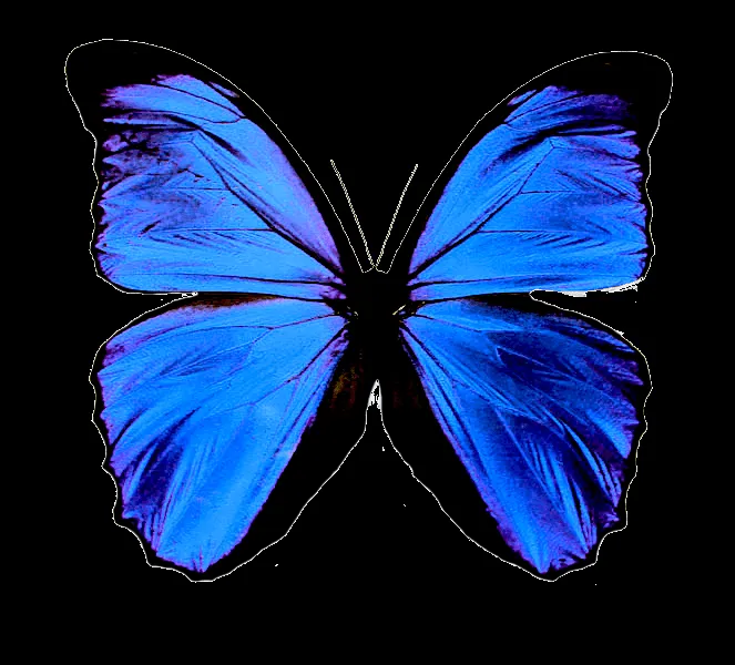 Formatos de mariposas - Imagui