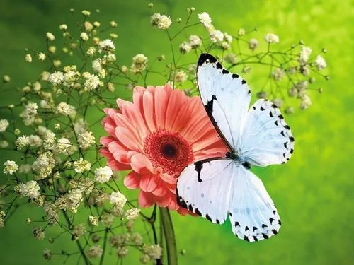 Hermosas mariposas on we heart it / visual bookmark # Hermosas mariposas on we heart it / visual bookmark #