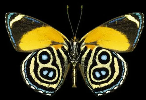 Las mariposas más hermosas del mundo CCTV-International