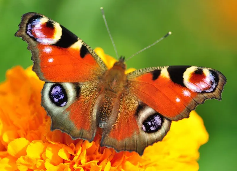 Imagenes de mariposas reales - Imagui