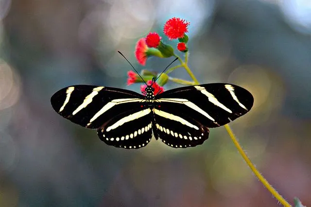 Las mariposas invaden Benalmádena | Me gusta volar Las mariposas invaden Benalmádena | Me gusta volar