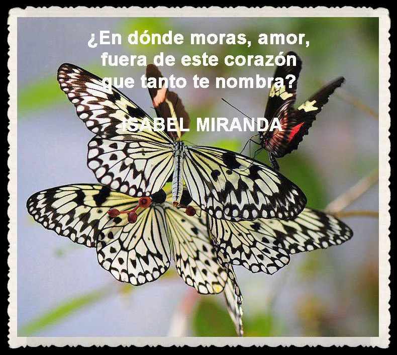 MARIPOSAS I (PENSAMIENTOS, Y FRASES) | FANNY JEM WONG MARIPOSAS I (PENSAMIENTOS, Y FRASES) | FANNY JEM WONG