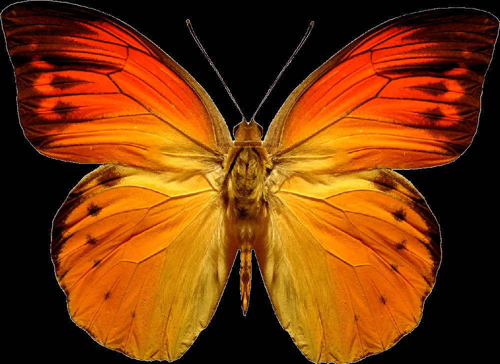 Editando Photoshop: Borboletas e mariposas PNG