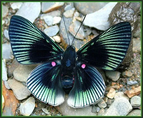 mariposas reales - | Nature - Butterflies | Pinterest