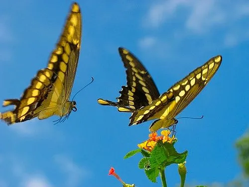 Las mariposas y las supersticiones