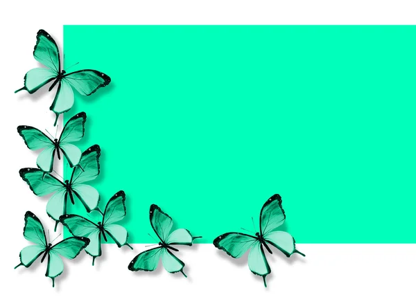 muchas mariposas turquesas volando sobre fondo verde blanco — Foto ...