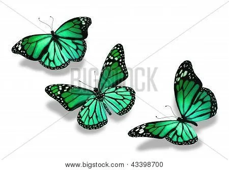 Tres mariposas verdes turquesas, aisladas sobre fondo blanco Fotos ...