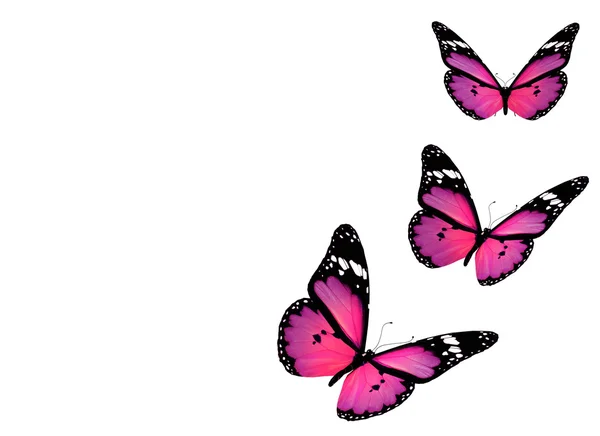 tres mariposas violetas, aisladas sobre fondo blanco — Foto stock ...