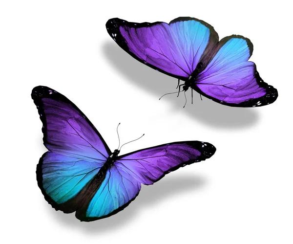 dos mariposas violetas, aisladas sobre fondo blanco, concepto de ...
