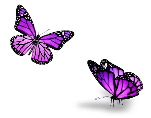 dos mariposas violetas sobre fondo blanco — Foto stock © sun_tiger ...