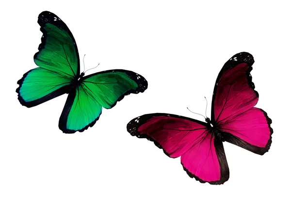 dos mariposas violetas, verdes, aisladas sobre fondo blanco — Foto ...