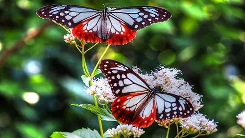 Lepidópteros, mejor conocidas como Mariposas - Taringa!